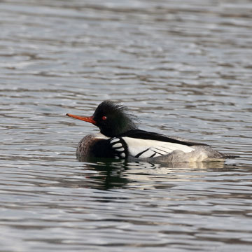 Red-breasted Merganser