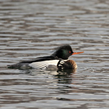 Red-breasted Merganser