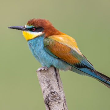 European Bee-eater