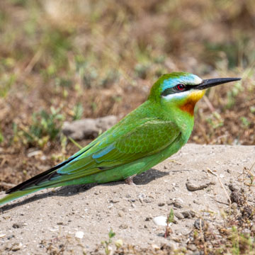 Blue-cheeked Bee-eater