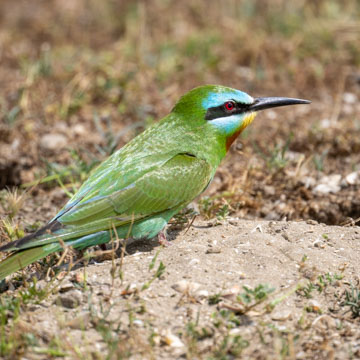 Blue-cheeked Bee-eater