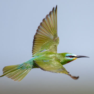 Blue-cheeked Bee-eater