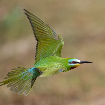 Blue-cheeked Bee-eater