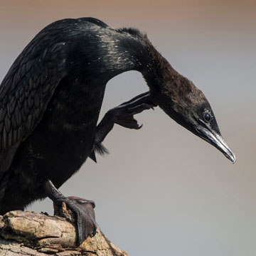 Pygmy Cormorant