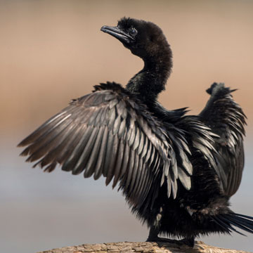 Pygmy Cormorant