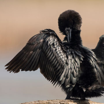 Pygmy Cormorant