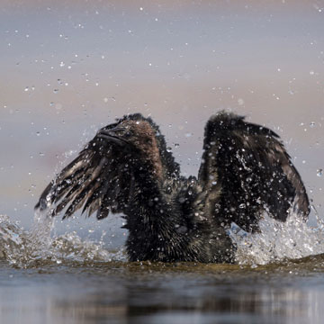 Pygmy Cormorant