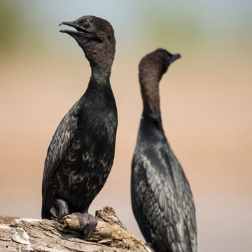 Pygmy Cormorant