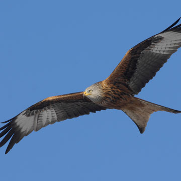 Red Kite