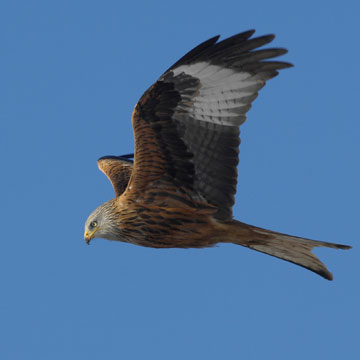 Red Kite