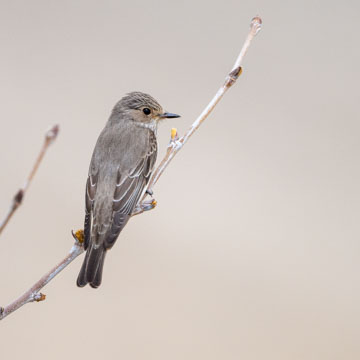 Spotted Flycatcher