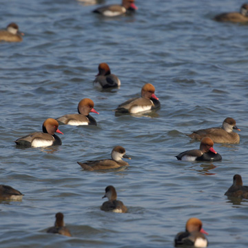 Red-crested Pochard