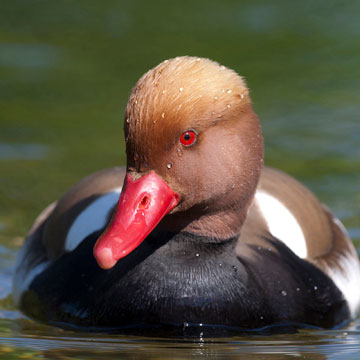 Red-crested Pochard