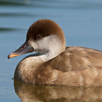 Red-crested Pochard