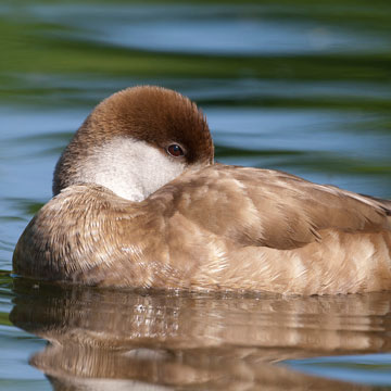 Red-crested Pochard