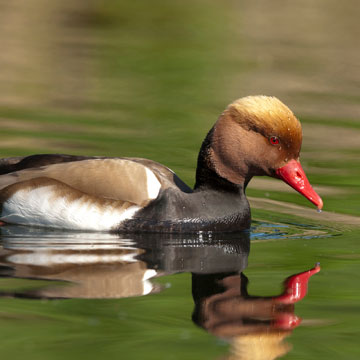 Red-crested Pochard