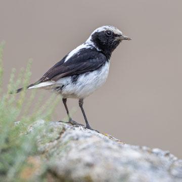 Finsch's Wheatear