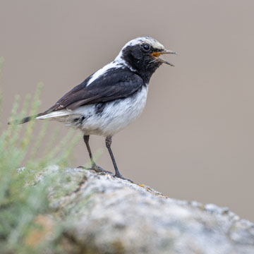 Finsch's Wheatear