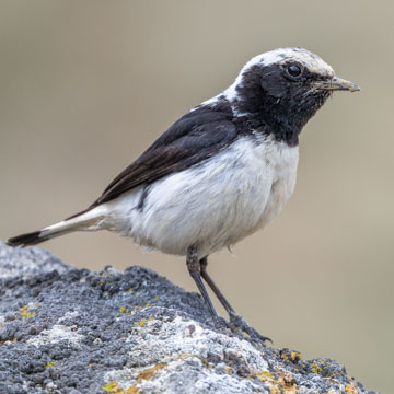 Finsch's Wheatear