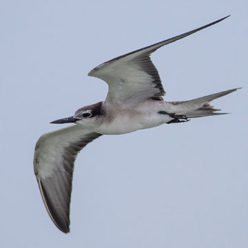 Bridled Tern