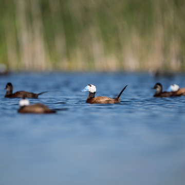 White-headed Duck