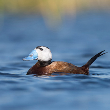 White-headed Duck