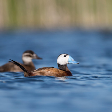 White-headed Duck