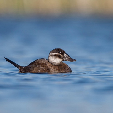 White-headed Duck