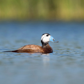 White-headed Duck