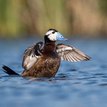 White-headed Duck