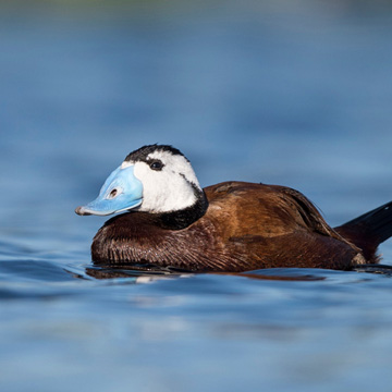 White-headed Duck