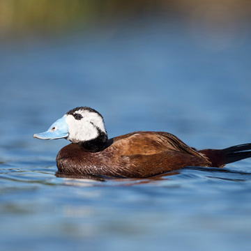 White-headed Duck