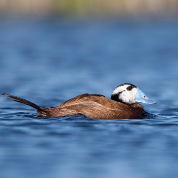 White-headed Duck