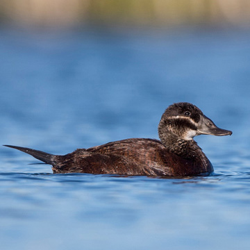 White-headed Duck