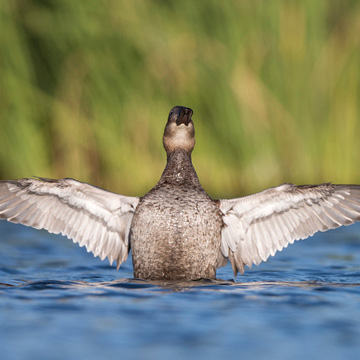 White-headed Duck