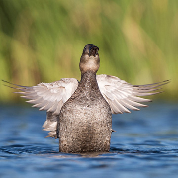 White-headed Duck