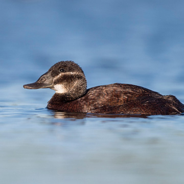 White-headed Duck