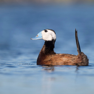 White-headed Duck