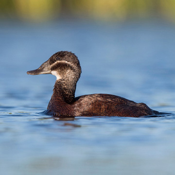 White-headed Duck