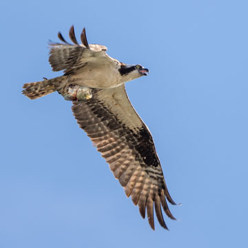 Osprey