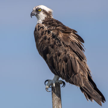 Osprey