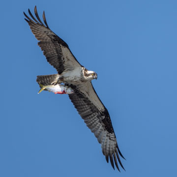 Osprey