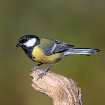 Great Tit