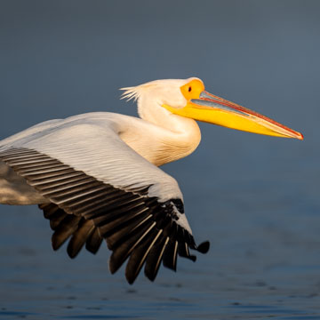 Great White Pelican