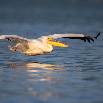 Great White Pelican