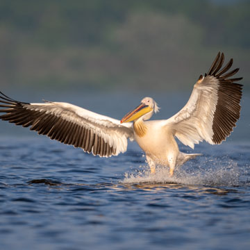 Great White Pelican