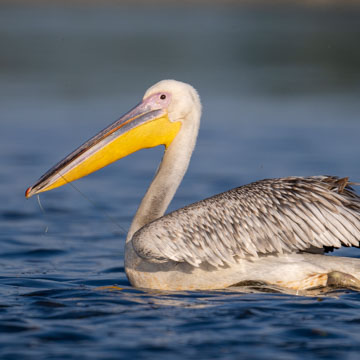 Great White Pelican