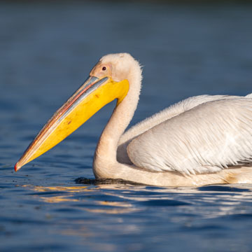 Great White Pelican