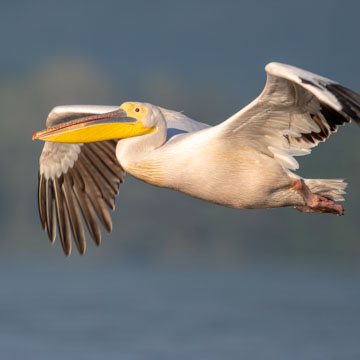 Great White Pelican