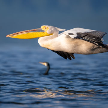 Great White Pelican